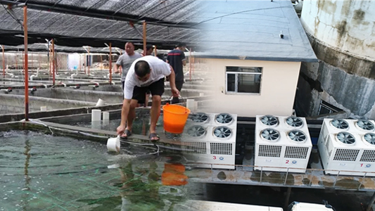 空氣能恒溫養殖熱泵助水產養殖戶節省開支、提高利潤，再也不用操心水溫了！